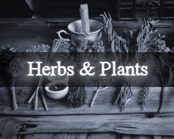 herbs and plants tbn